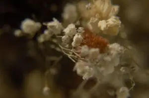 a close up picture of some dried flowers